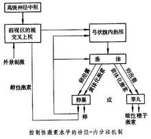 怀孕2个角后还能做供卵代怀医院成功吗？