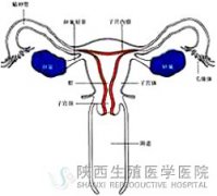 在哈尔滨区妇幼保健院做第二代有好的试管代怀公司吗的亲身感受