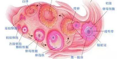 哈尔滨省四院供卵试管医院不用排队婴儿大概多少钱